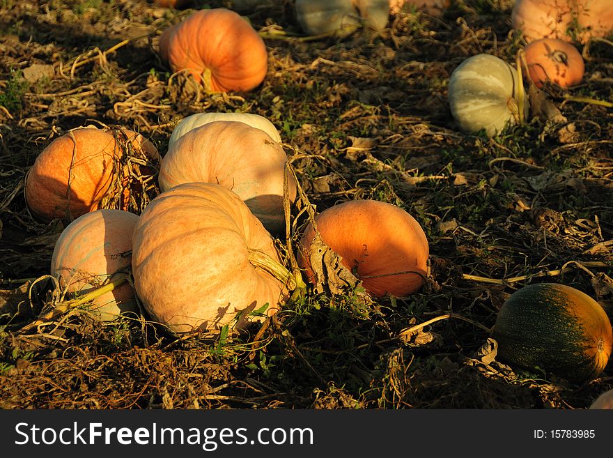 Field with ripe pumpkins in September, beautiful evening light. Field with ripe pumpkins in September, beautiful evening light