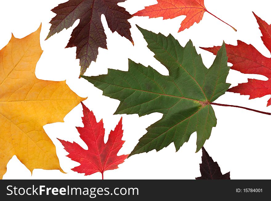 Yellow, red and green autumn leaves isolated on white