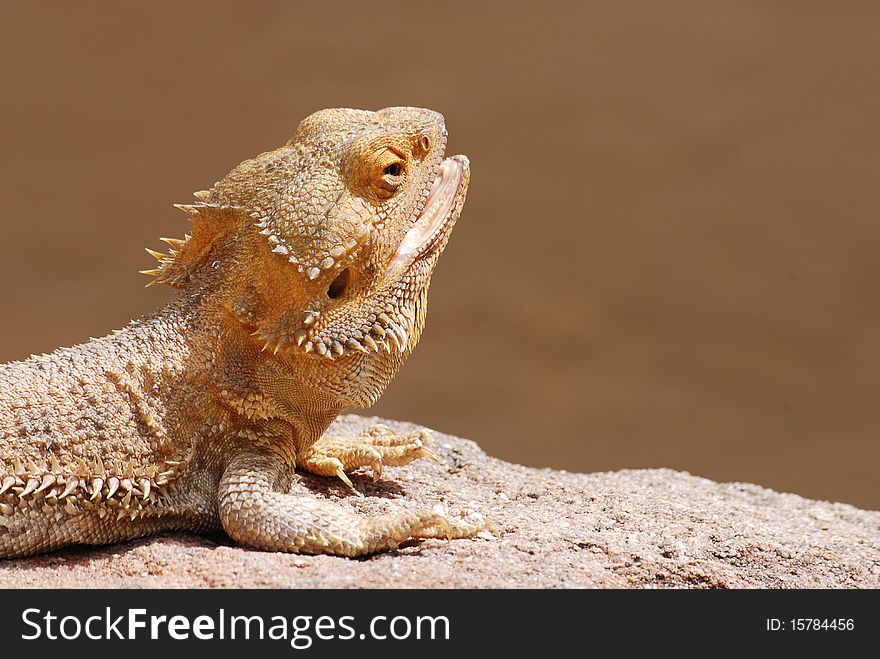 A bearded dragon sitting on a rock