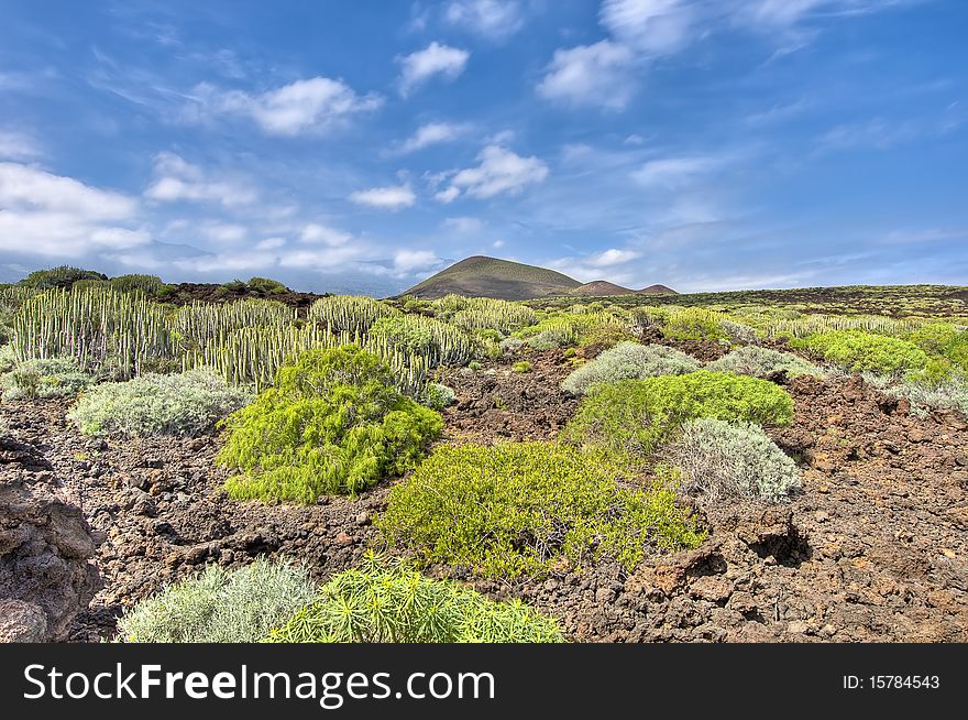 Protected Natural Space of Malpais de Guimar, Tenerife Island