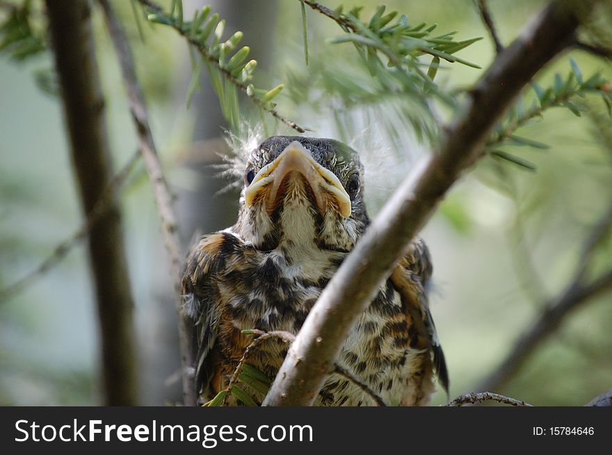 Baby bird waits for food