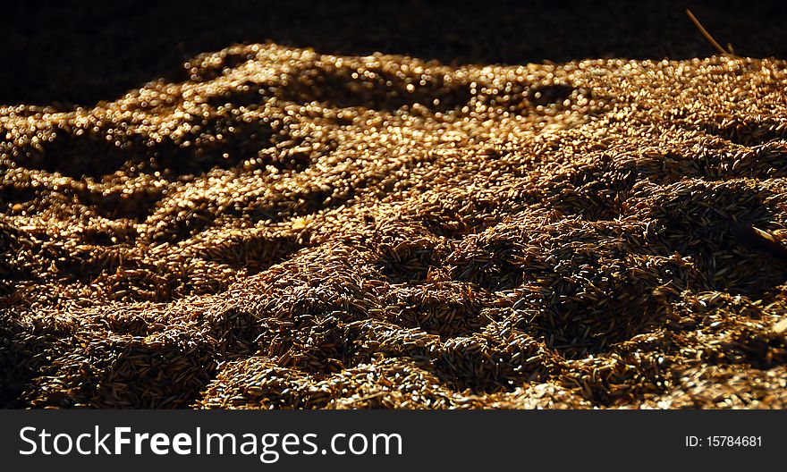 Golden ripe dry wheat background with dramatic shadows
