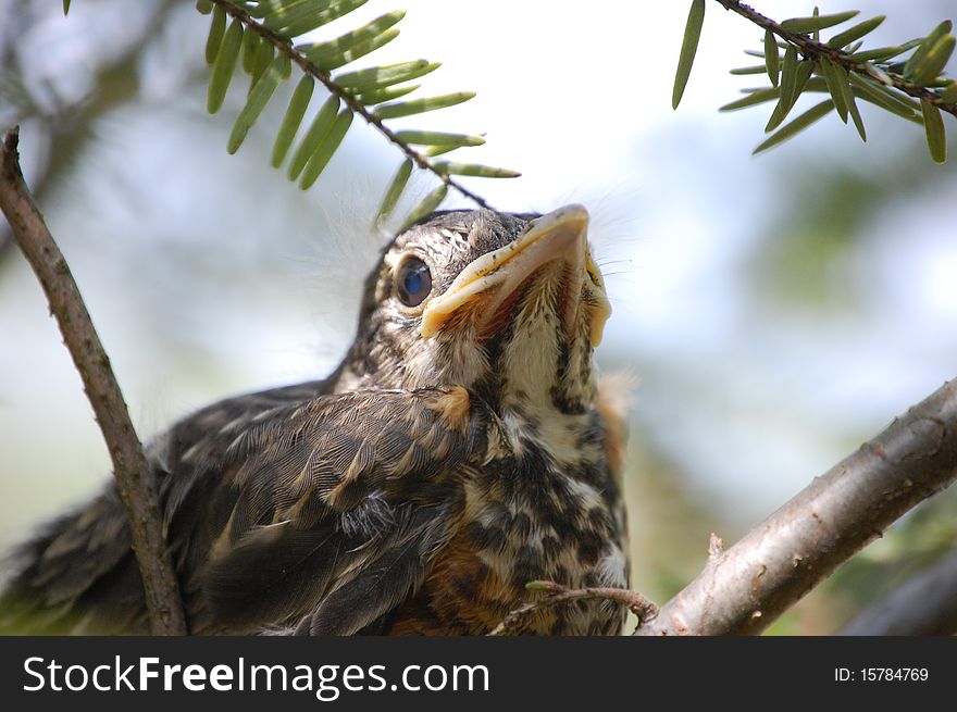 Close up of baby bird