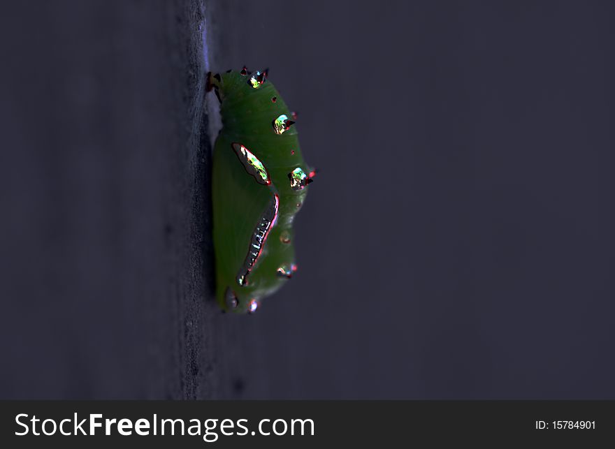 golden green caterpillar