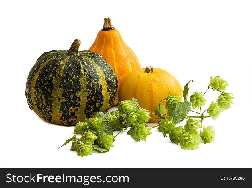 Isolated colored gourds and hop. Isolated colored gourds and hop