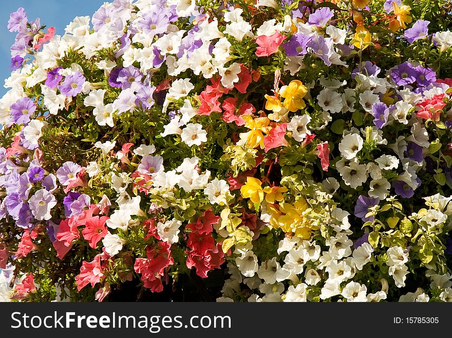 Sunny colorful flowers at the basket. Sunny colorful flowers at the basket