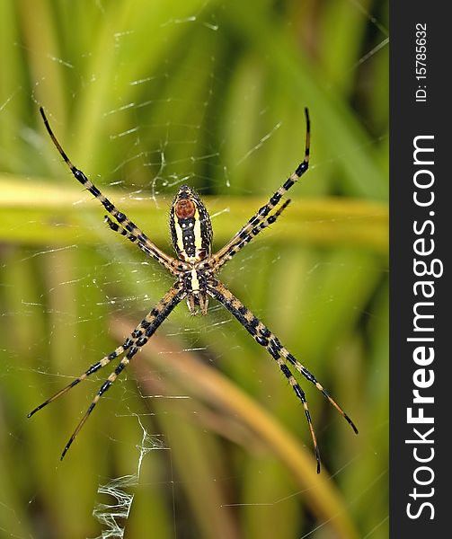 Close-up of a garden spider