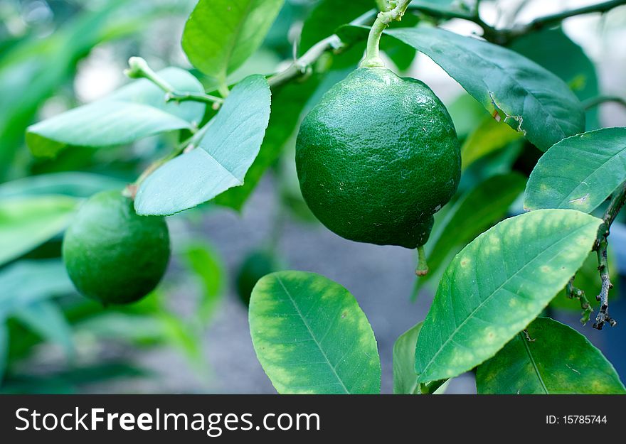 Picture with green fresh lime