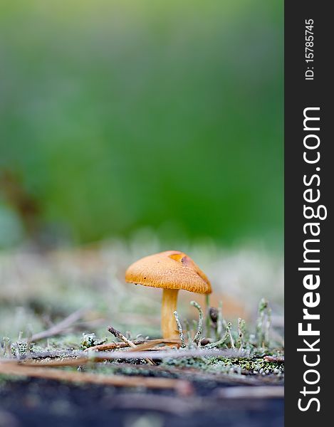 Macro with small orange mushroom