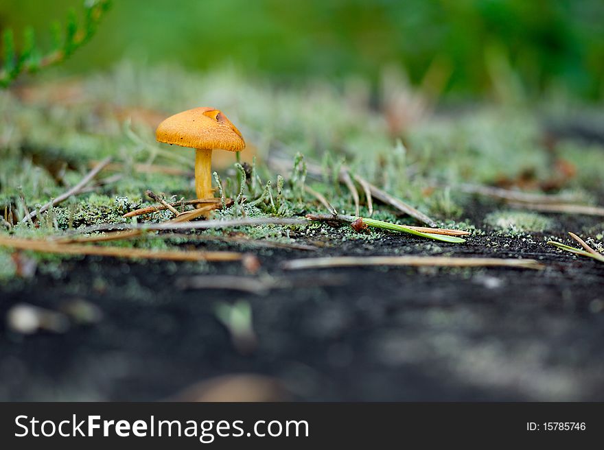 Macro with small orange mushroom