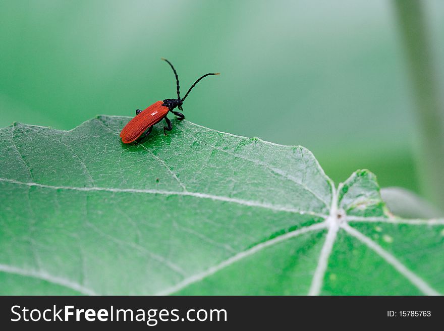 Macro picture with small red bug. Macro picture with small red bug