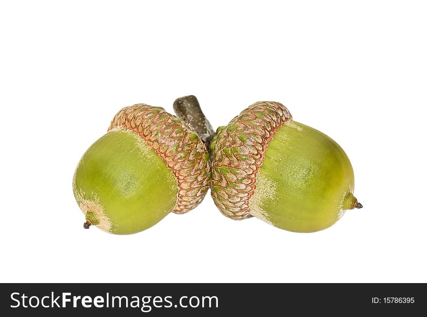 Beautiful green acorns isolated on a white background. Beautiful green acorns isolated on a white background.