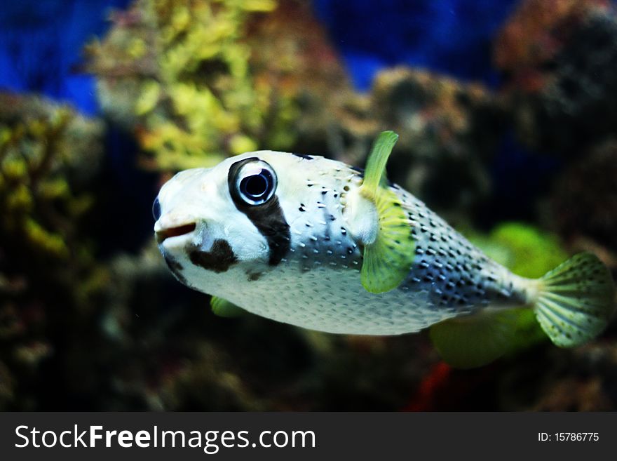 A smiling porcupine fish. Taken at Manila Ocean Park, Philippines.