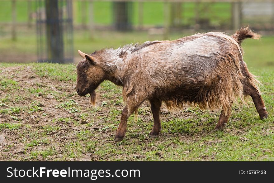 Shaggy Goat