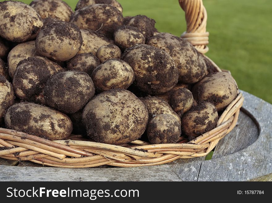 Freshly dug potatoes crop in basket