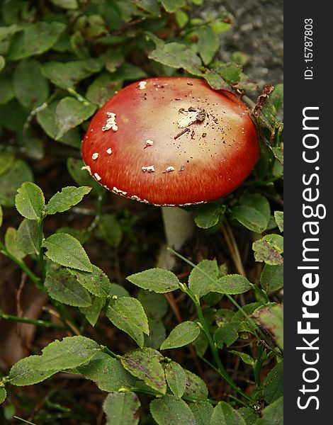 Forest red mushroom in the green bush among rocks