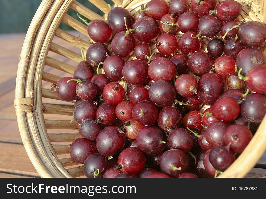 Red Gooseberries closeup on basket