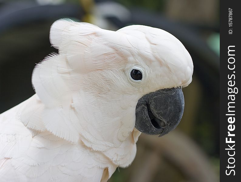 Head of a white cockatoo