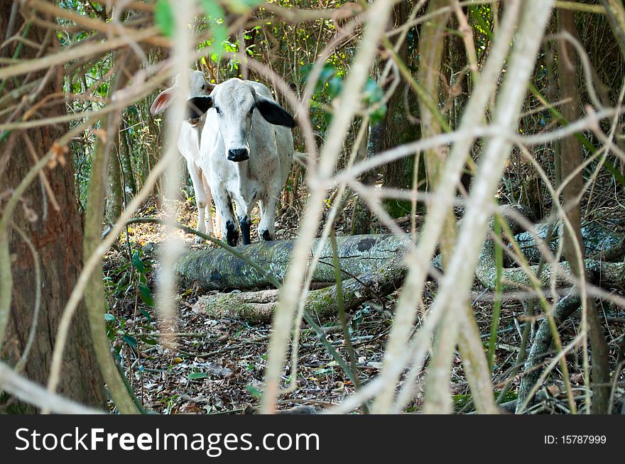 Cows on the farm in the forest