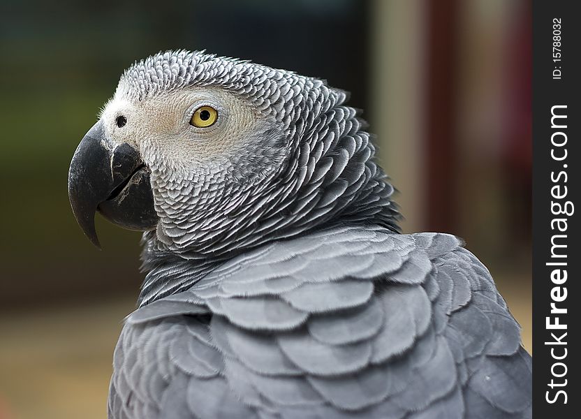 Head of a grey parrot .