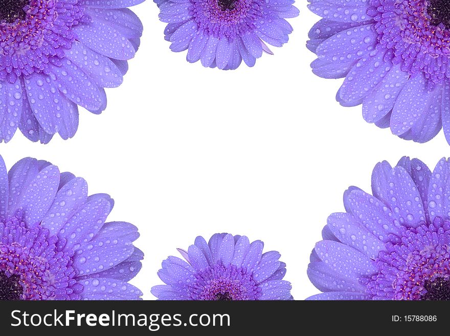 Purple Gerbera flower isolated on white