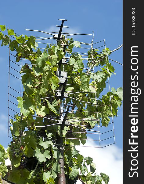 TV antenna and nature - grapes