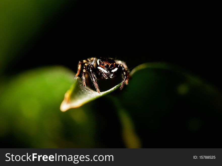 A hungry spider having its predatorial instinct getting the best of him as it silently spies on its prey from above.