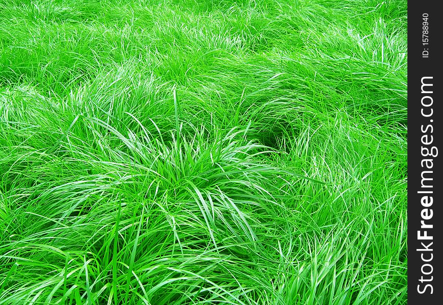 A lawn with lush green grass.