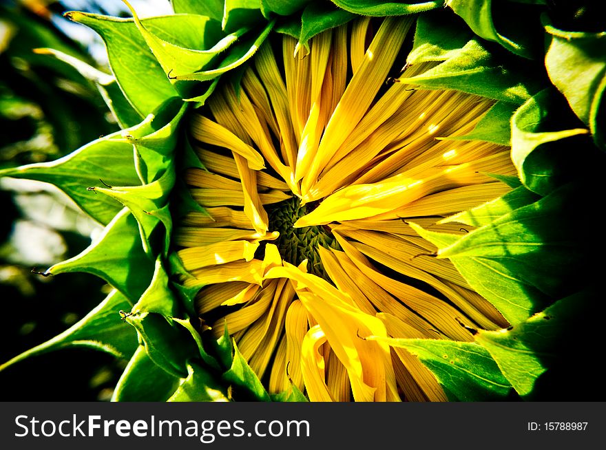 Unripe Flower Of The Sunflower