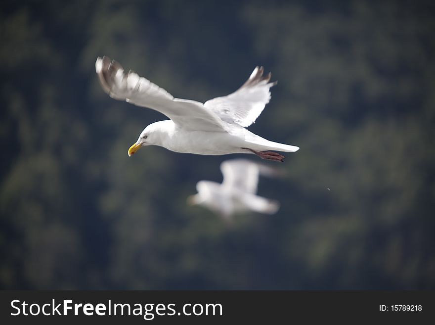 Two white birds flying through the sky in the mountains.