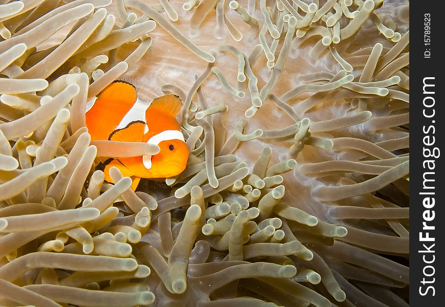 Clown anemonefish Amphiprion ocellaris in coral