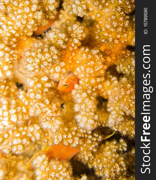 Fish sleep in coral underwater