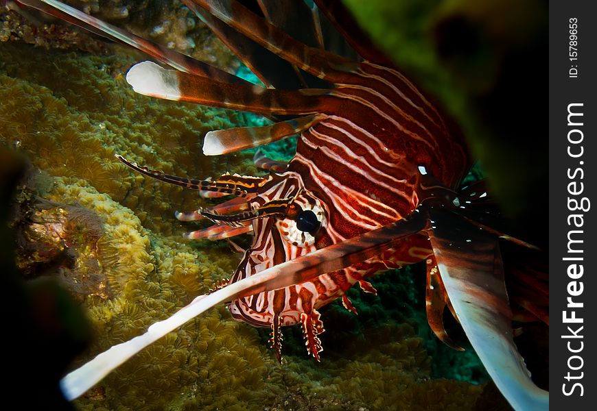 Lionfish look at you underwater