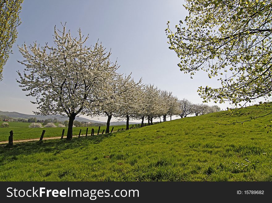 Footpath With Cherry Trees In Hagen, Germany