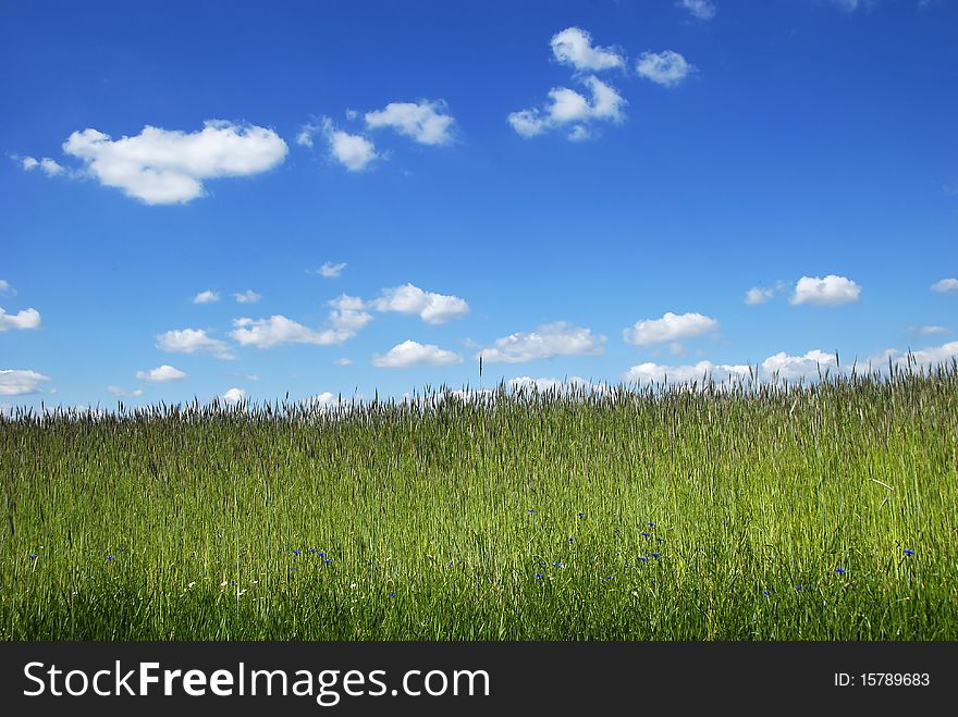 Field with the green grain relating to the blue sky. Field with the green grain relating to the blue sky