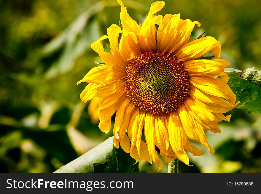 Sunflower on wild field closeup