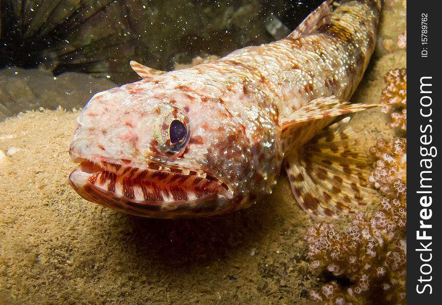 Ucla xenogrammus, Largemouth triplefin fish