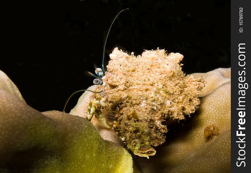 Hermit crab on the reef