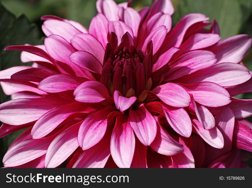 Dahlia-Hybrid Gallery Nouveau, closeup of a summer flower