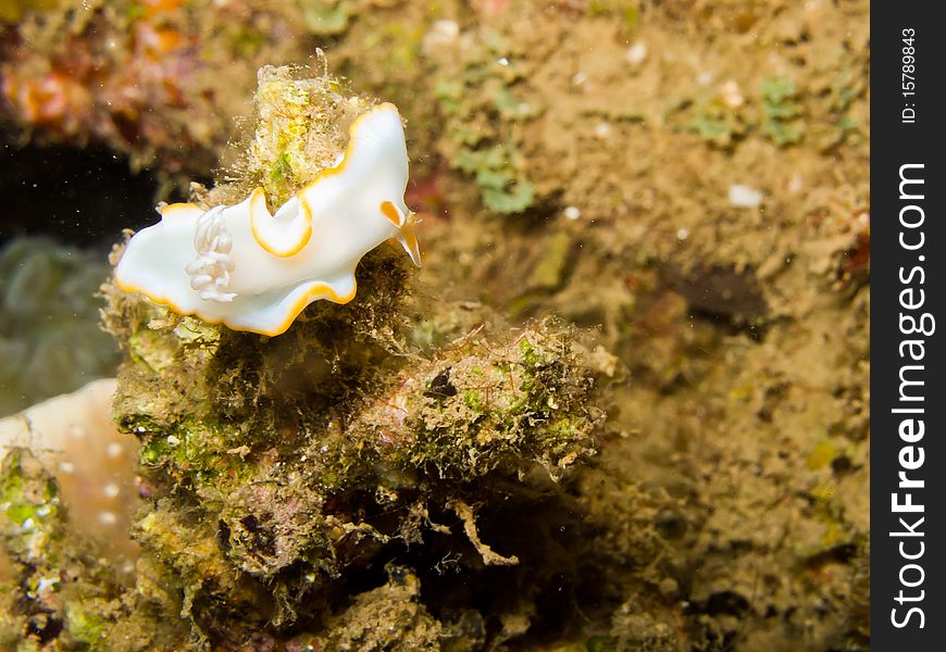 Ardeadoris egretta nudibranch on the reef