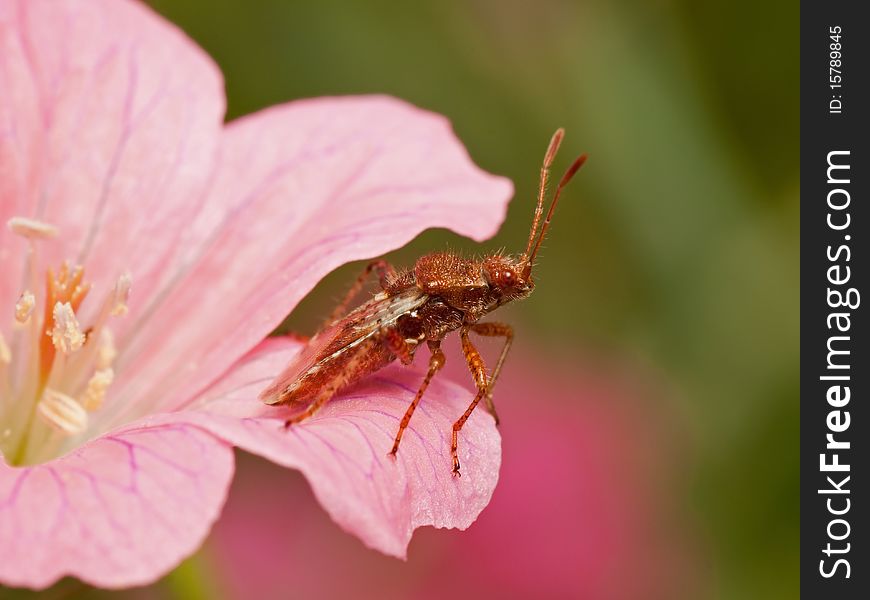 Rhopalus Subrufus, plant bug, sitting in red flower. Rhopalus Subrufus, plant bug, sitting in red flower