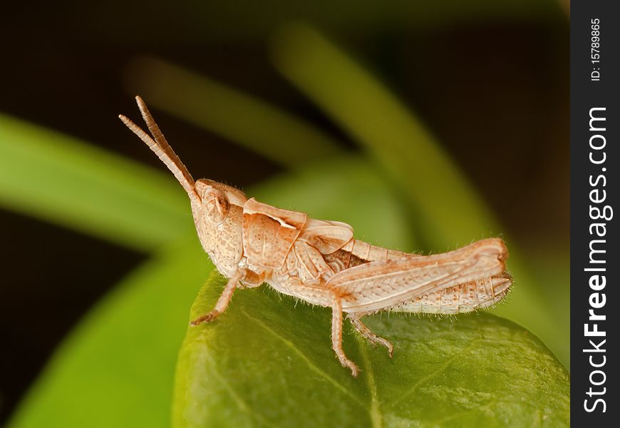 Grasshopper On Green Leaf