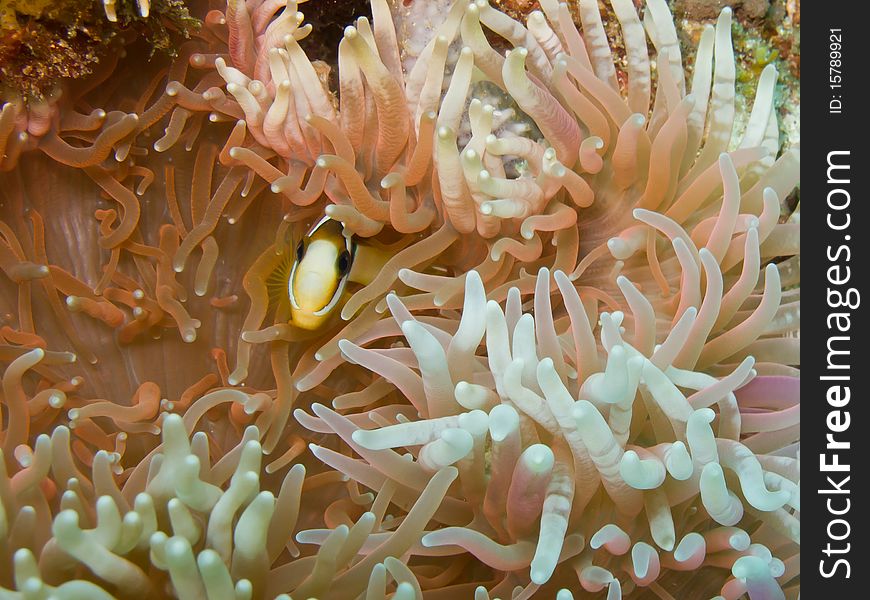 Clark's anemonefish Amphiprion clarkii hidden in the coral