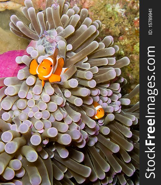 Clown anemonefish Amphiprion ocellaris hidden in the coral