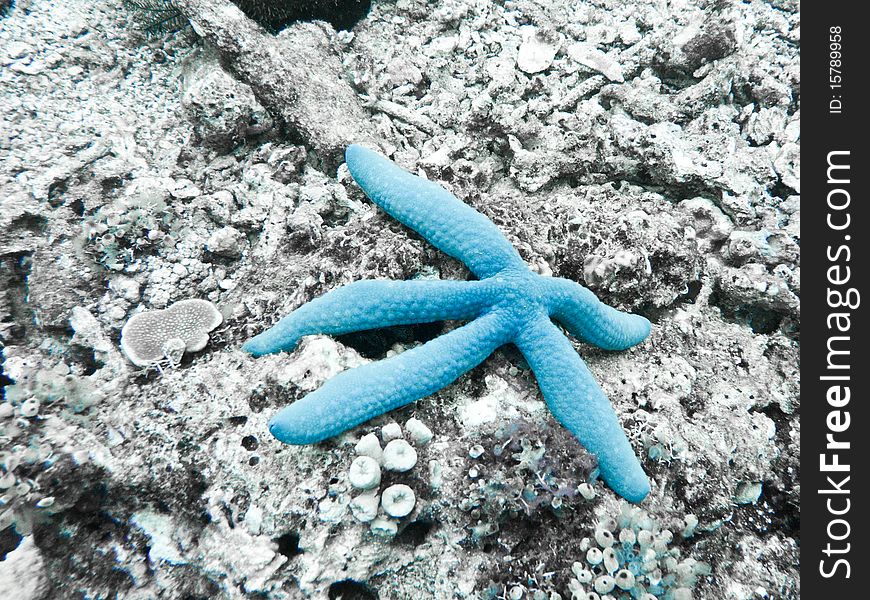 Blue Sea Star on the reef