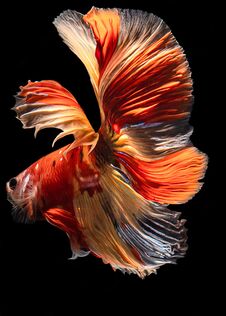 Thailand Fired Siamese Fighting Fish Royalty Free Stock Photo