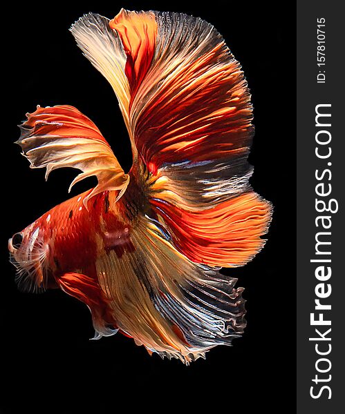 Thailand Fired Siamese Fighting Fish