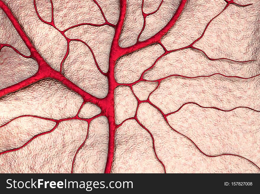 Circulatory System, Capillaries