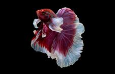 Colorful With Main Color Of Red And Pink Betta Fish, Siamese Fighting Fish Was Isolated On Black Background. Fish Also Action Of Royalty Free Stock Image