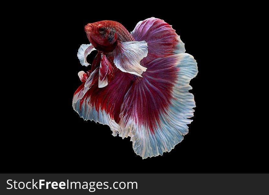Colorful with main color of red and pink betta fish, Siamese fighting fish was isolated on black background. Fish also action of